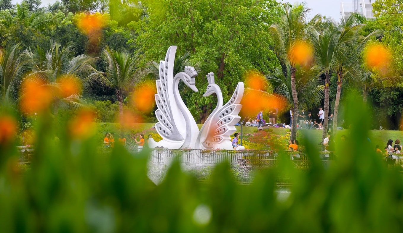 Cặp thiên nga chúc mỏ vào nhau - Biểu tượng tình yêu thủy chung tại công viên Hồ Thiên Nga