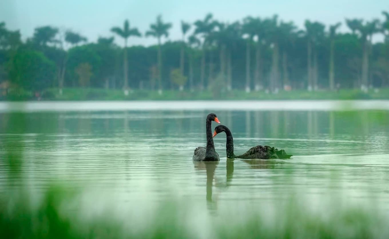 Khung cảnh thanh bình ở Hồ Thiên Nga, Eco Central Park