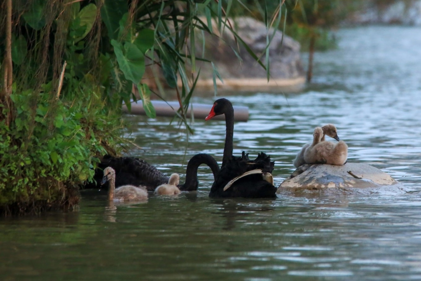 Một gia đình thiên nga khác bơi lội tại Hồ Thiên Nga, Khu đô thị Ecopark Vinh